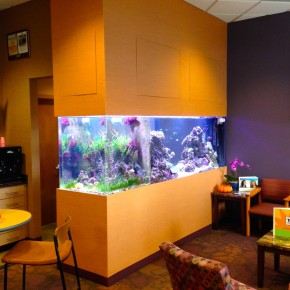 Custom Saltwater Peninsula Aquarium