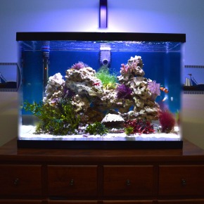 Saltwater Planted Reef Aquarium