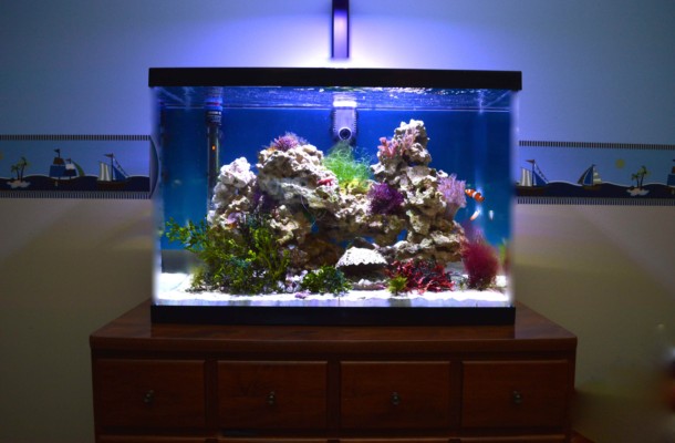 Saltwater Planted Reef Aquarium