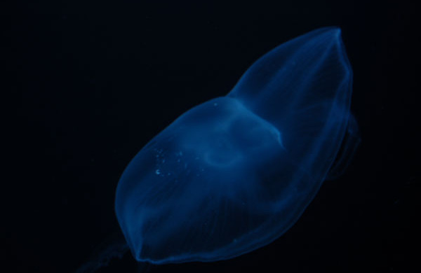 Jellyfish Aquariums