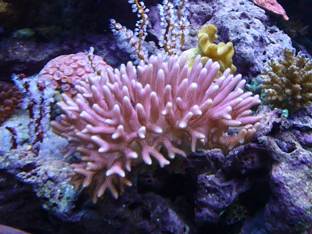 Bird's Nest Coral ~ Creation of the Sea