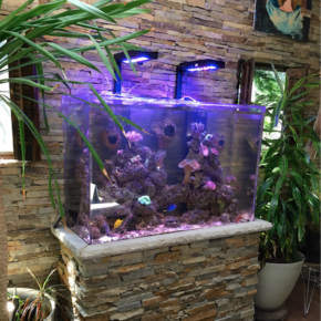 Custom Aquarium with Stone Stand