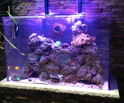 Custom Reef Aquarium Built In Stone Stand ~ Creation of the Sea