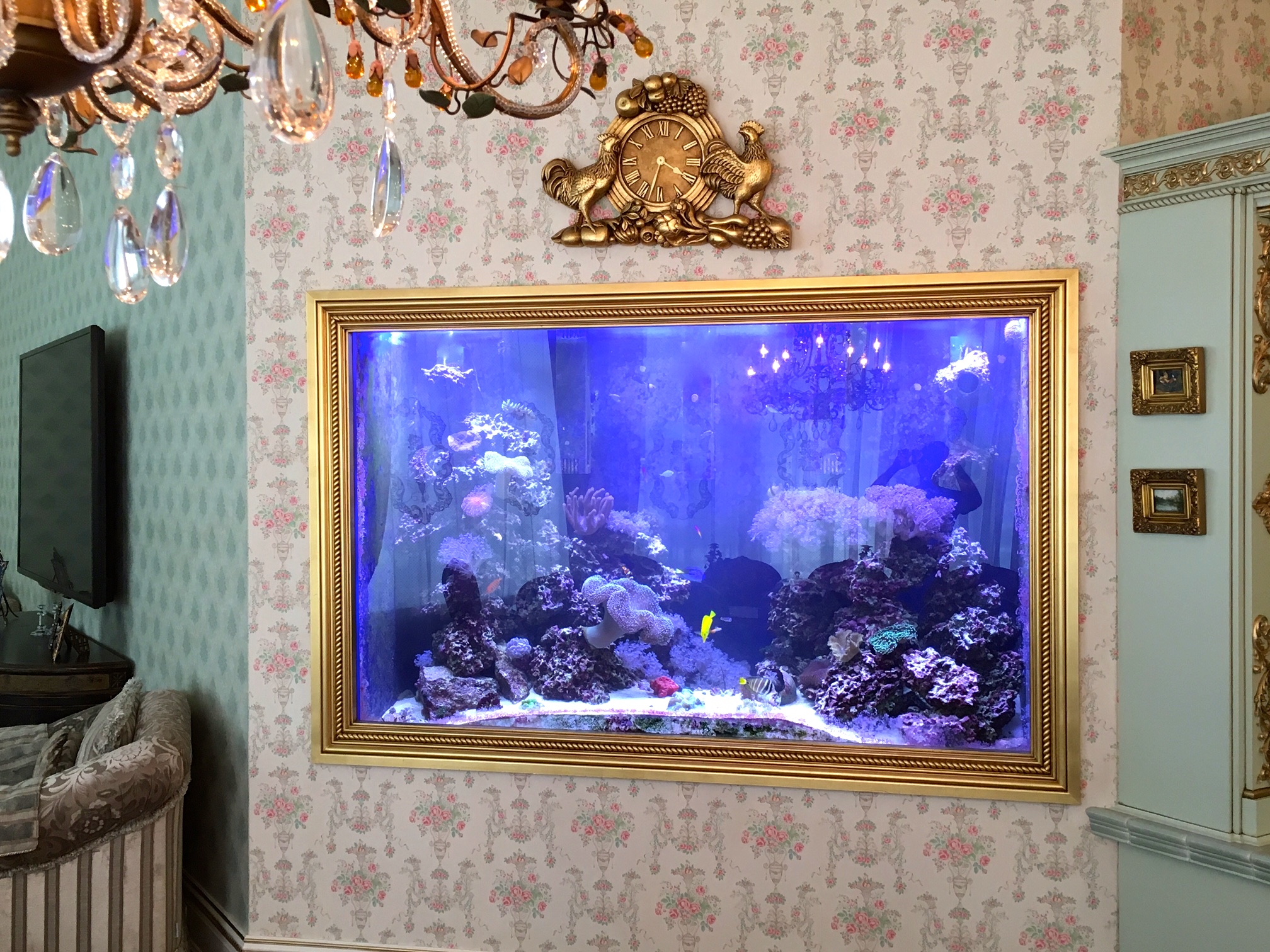 saltwater aquarium in wall