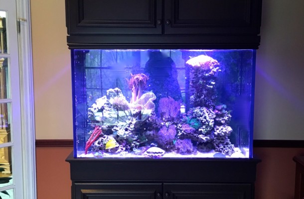 Saltwater Reef Aquarium w/ Cabinetry