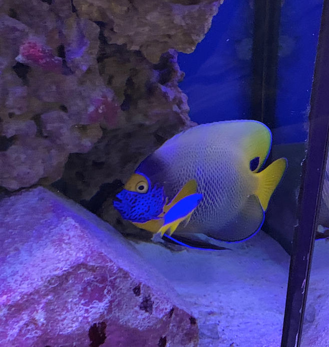 The Blueface Angelfish ~ Creation of the Sea