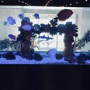 2,000-gallon Custom Aquarium